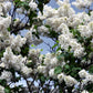 20 WHITE TREE LILAC Hummingbird Flower Fragrant Peking Syringa Pekinensis Seeds
