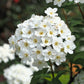 50 White CHINESE SPIREA Spiraea Chinensis Meadowsweet Flower Bush Shrub Seeds