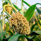 50 TOP 76-6 SORGHUM Bicolor Syrup Flour Grain Vegetable Seeds