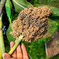 50 TOP 76-6 SORGHUM Bicolor Syrup Flour Grain Vegetable Seeds