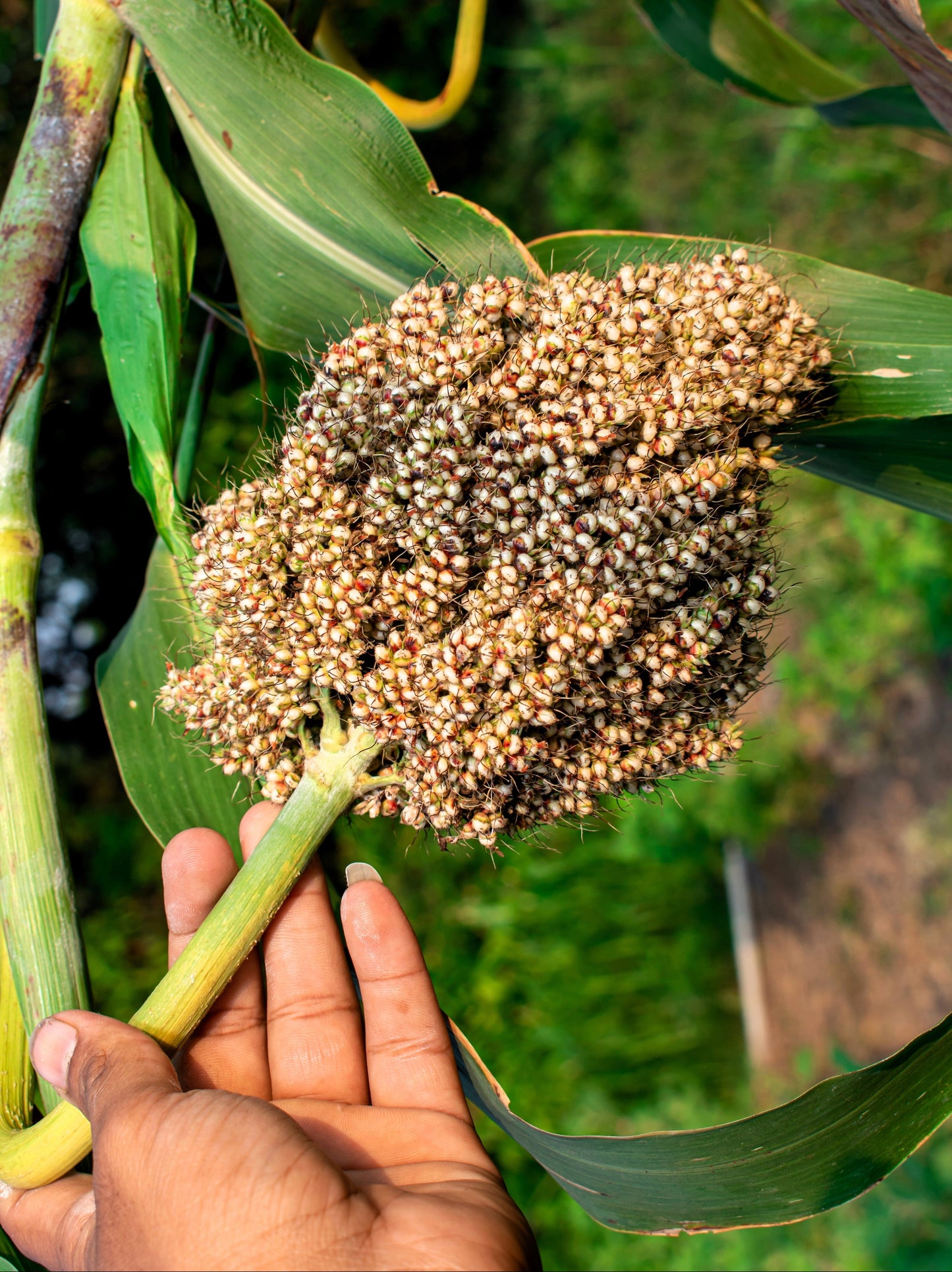 50 TOP 76-6 SORGHUM Bicolor Syrup Flour Grain Vegetable Seeds