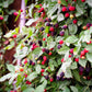 100 BLACKBERRY Fruit Bush Rubus Allegheniensis Seeds