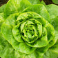 3000 WHITE BOSTON LETTUCE 12" Green Butterhead Lactuca Sativa Vegetable Seeds