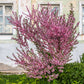 5 DWARF RUSSIAN ALMOND Prunus Tenella Rose Red Pink Fragrant Flower Shrub Seeds