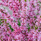 5 DWARF RUSSIAN ALMOND Prunus Tenella Rose Red Pink Fragrant Flower Shrub Seeds