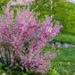5 DWARF RUSSIAN ALMOND Prunus Tenella Rose Red Pink Fragrant Flower Shrub Seeds