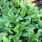 20 RAMP / WILD LEEK Allium Tricoccum Ramps Vegetable Herb White Shade Flower Seeds