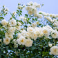 5 WHITE ROSE Rosa Bush Shrub Perennial Flower Seeds