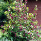 10 SWEETSHRUB Carolina Allspice Fragrant Calycanthus Floridus Shrub Flower Seeds