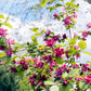 10 SWEETSHRUB Carolina Allspice Fragrant Calycanthus Floridus Shrub Flower Seeds