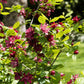 10 SWEETSHRUB Carolina Allspice Fragrant Calycanthus Floridus Shrub Flower Seeds
