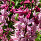 10 GAS PLANT MIX Dictamnus Albus Mixed Colors White Red Pink Lilac Flower Seeds