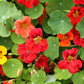 50 Mixed Colors DWARF JEWEL NASTURTIUM Tropaeolum Minus Flower Seeds