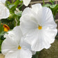 50 WHITE PANSY Clear Crystals Violet Viola Wittrockiana Flower Seeds