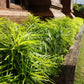 5 LILYTURF Liriope Muscari aka Big Blue Lily Turf / Monkey Grass Flower Seeds