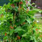 25 SCARLET RUNNER Pole BEAN Ornamental Red Flowers Phaseolus Vulgaris Vegetable Seeds
