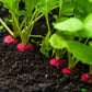 500 SPARKLER WHITE Tip RADISH Sweet European Red Raphanus Sativus Vegetable Seed