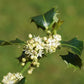 40 ENGLISH HOLLY Ilex Aquifolium aka European Common or Christmas Holly Evergreen Tree Shrub Berry Seeds