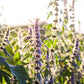 50 MOTHERWORT (Lions Tail / Heartwort) Leonurus Cardiaca Herb Flower Seeds