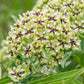 20 Green SPIDER MILKWEED Asclepias Viridis White Purple Monarch Flower Seeds