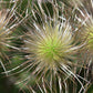 10 RED ANEMONE Pulsatilla Vulgaris PASQUE Flower Seeds