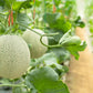 75 Green Flesh ROCKY FORD CANTALOUPE Muskmelon Cucumis Melo Melon Fruit Seeds