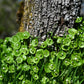 100 MINER'S LETTUCE Winter Purslane Spinach Claytonia Perfoliata Vegetable Seeds