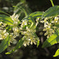 5 CHERRY PRINSEPIA Chinese Sinensis Edible Red Fruit Tree Shrub Flower Seeds