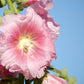 25 PALE PINK HOLLYHOCK Light Alcea Rosea Flower Seeds Perennial