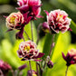 50 Double WINKY ROSE & White COLUMBINE Aquilegia Vulgaris Flower Seeds