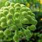30 ANGELICA Archangelica Officinalis Edible Archangel / Holy Ghost Herb Seeds