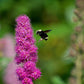 50 ROSE DOUGLAS SPIREA Pink Hardhack Steeple Bush Spiraea Douglasii Flower Shrub Seeds
