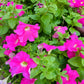 200 Pink LAURA BUSH PETUNIA Violacea Integrifolia Perennial Frilled Trumpet Flower Seeds