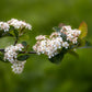 30 PURPLE CHOKEBERRY Aronia Prunifolia White Flower Fruit Shrub Seeds