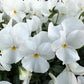 50 WHITE PANSY Clear Crystals Violet Viola Wittrockiana Flower Seeds