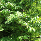5 PAW PAW Fruit TREE Indian Banana Asimina Triloba Flower Seeds