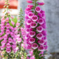 1000 PINK FOXGLOVE Digiitalis Purpurea Flower Seeds