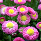 100 PINK ENGLISH DAISY Bellis Perennis Tasso Pink Double Flower Seeds