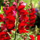 250 RUBY RED SNAPDRAGON Antirrhinum Majus Flower Seeds