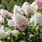 50 semillas de hortensia PEE GEE Paniculata Peegee, arbusto de flores blancas y rosadas en panícula