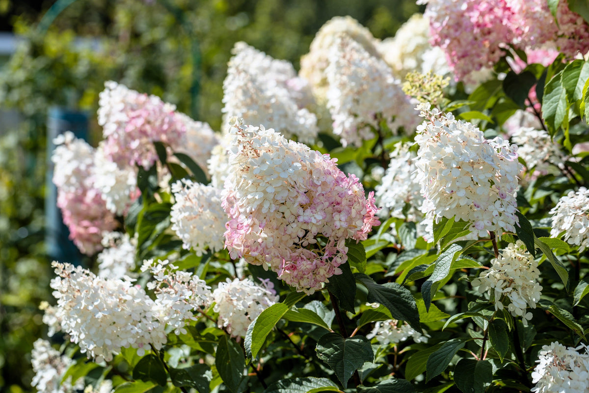 50 semillas de hortensia PEE GEE Paniculata Peegee, arbusto de flores blancas y rosadas en panícula