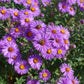 100 Purple NEW ENGLAND ASTER (Michaelmas Daisy) Aster Novae var Angliae Flower Seeds