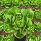 2000 BIBB LETTUCE Butterhead Lactuca Sativa Vegetable Seeds