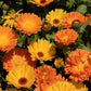 500 Mixed Colors FANCY MIX Pot MARIGOLD Calendula Officinalis Flower Seeds
