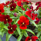50 RED & BROWN PANSY Swiss Giant Violet Viola Wittrockiana Flower Seeds