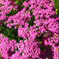 250 PINK Cerise QUEEN YARROW Achillea Millefolium Flower Seeds