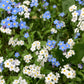100 Victoria WHITE FORGET Me NOT Myosotis Alpestris Shade or Sun Flower Seeds