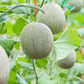 75 Green Flesh ROCKY FORD CANTALOUPE Muskmelon Cucumis Melo Melon Fruit Seeds
