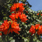 15 Red AFRICAN TULIP TREE (Fire Tree / Flame of the Forest / Fountain Tree) Spathodea Campanulata Seeds