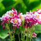 50 Double WINKY ROSE & White COLUMBINE Aquilegia Vulgaris Flower Seeds
